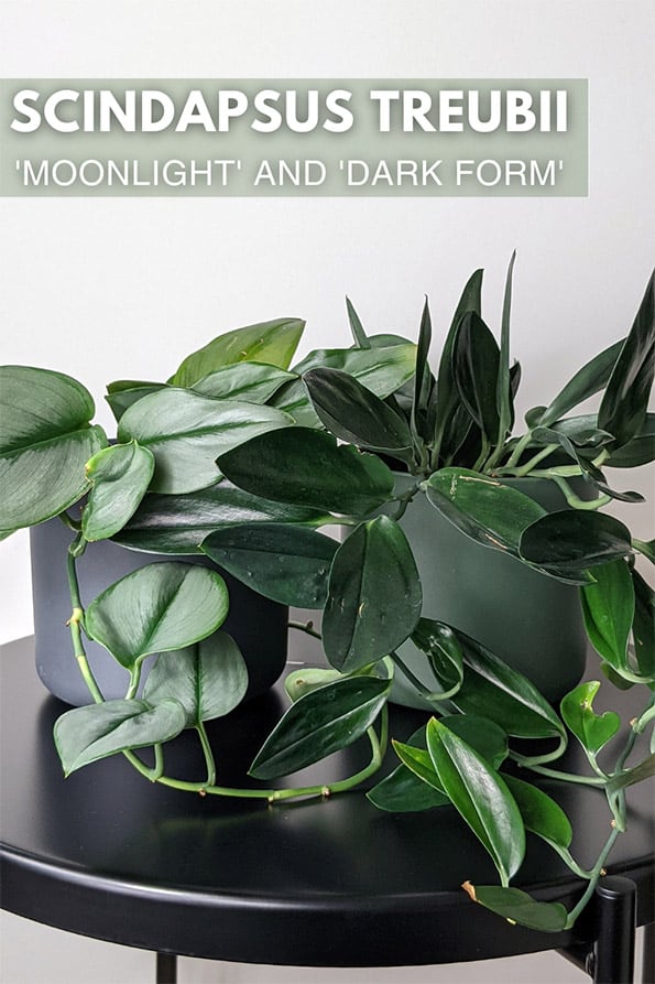 Scindapsus treubii moonlight and dark form next to each other on a black coffee table