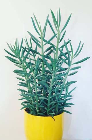 Senecio aquarine Mount Everest is a new modern houseplant with blue and green leaves