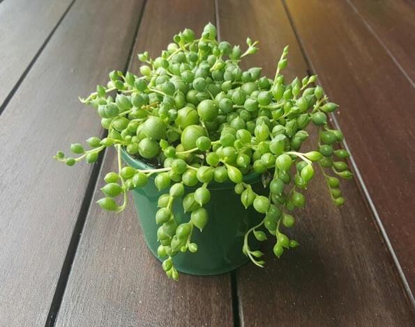 Senecio herreianus or the String of Beads houseplant growing in a green pot on a dark brown wooden floor