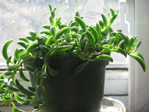 Senecio radicans, the String of Bananas or Fishhook Senecio makes for an unusual houseplant