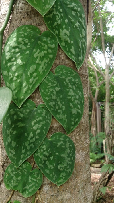 Satin pothos plant growing up a tree outdoors