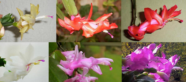 The Christmas Cactus comes in many different colours