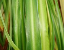 Chlorophytum Comosum - All Green Variety (Spider Plant)