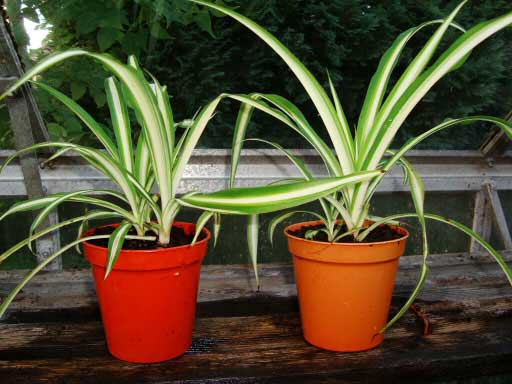 Two Spider Plant babies a month after soil propagation