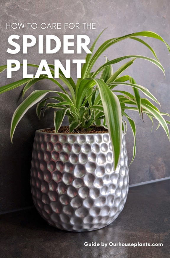 Spider Plant growing in a silver planter
