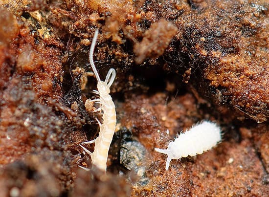 Springtails living on the soil surface of a houseplant