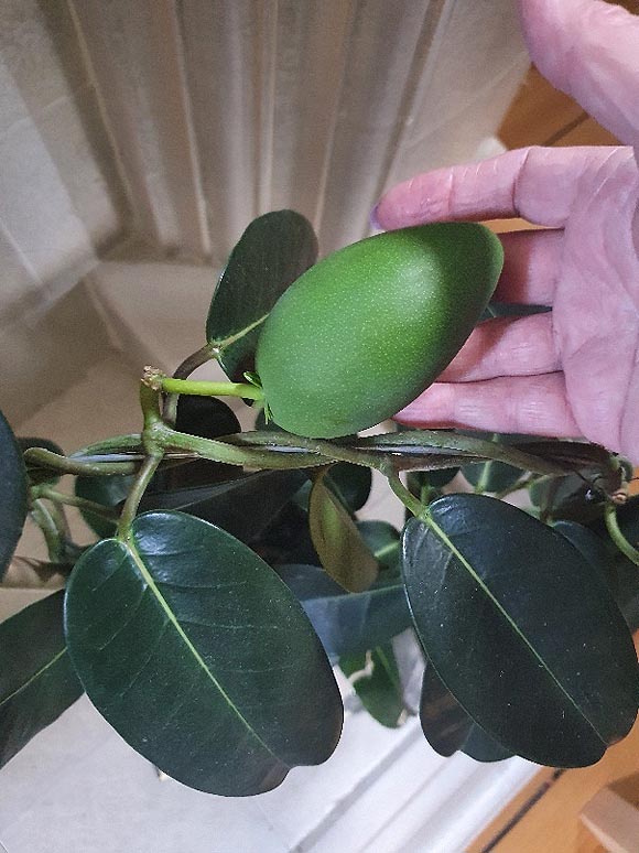 A green Stephanotis seed pod attached to the plant and ripening