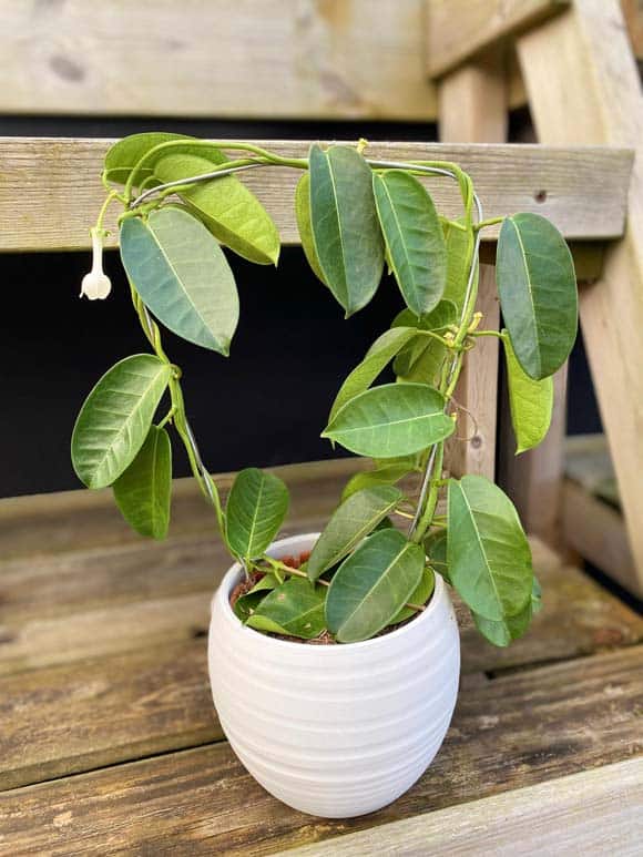 Wilting leaves and a sparse looking Stephanotis