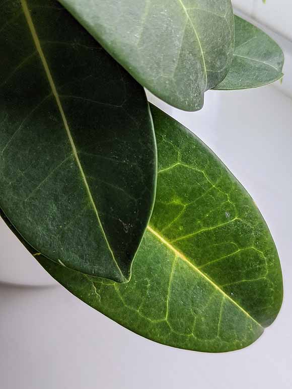 Nutrient deficiency in a houseplant's leaves