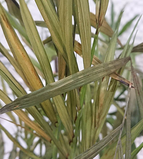 Thrips showing the damage they can cause to houseplants