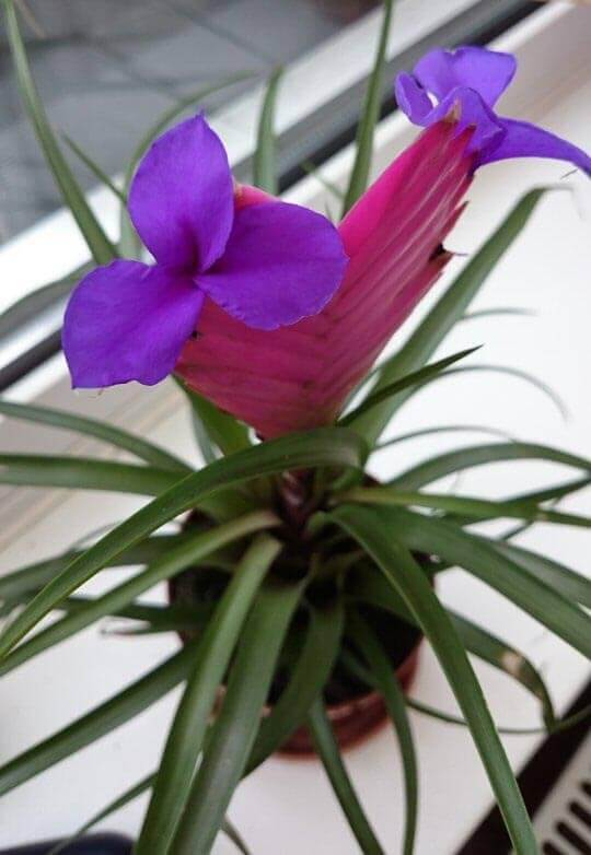 Tillandsia Cyanea 4