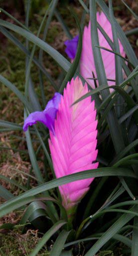 A Pink Quill houseplant complete with flowering bract