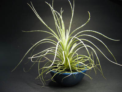 Tillandsia tectorum in a blue container by James Ho