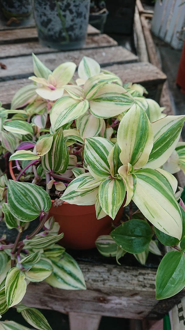 A Wandering Jew Plant with white and cream stripes in the leaves