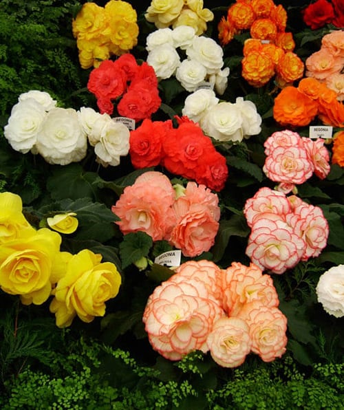 Several tuberous Begonias in flower showing off huge blooms