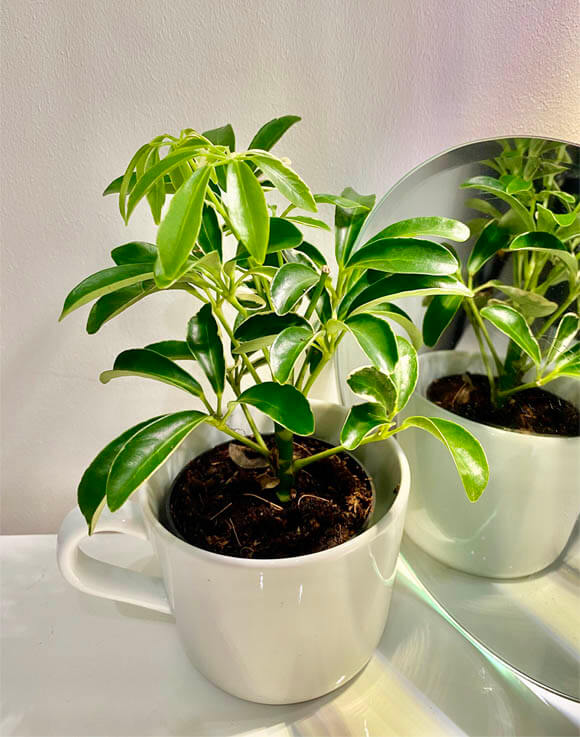 Young and small Umbrella Plant growing in a white coffee cup