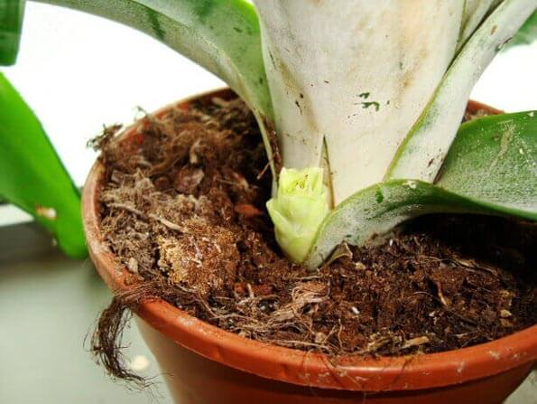 If you're careful you can cut offsets off mature plants like the one on this Urn Plant