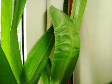 Photo showing the common distorted, uneven growth in new leaves problem