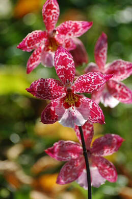 Vuylstekeara Orchid flowers by Vera Buhl