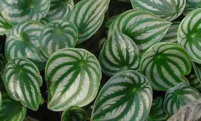 P. argyreia and P. sandersii also known as the Watermelon Peperomia