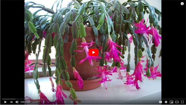 The difference between a Christmas Cactus and Thanksgiving Cactus