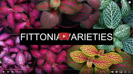 20 Beautiful Fittonia Varieties by Decor & Beauty photo still