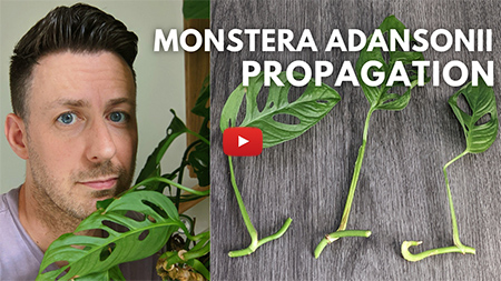 Stil from our Monkey mask propagation short