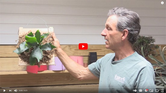 How to mount a staghorn fern