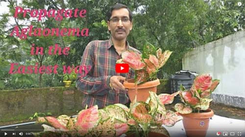 Aglaonema Plant Propagation How to Youtube Video