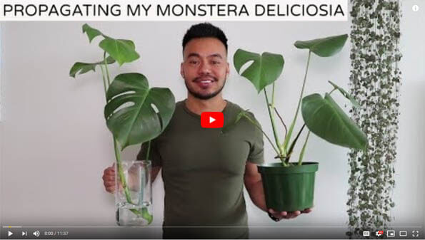 Monstera Plant Propagation How to Youtube Video