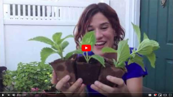 Rooting Coleus Cuttings