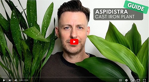 A man holding two different species of Aspidistra