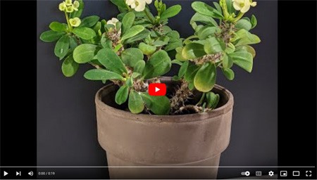 How to propagate Crown of Thorns Video