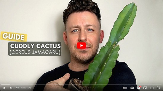 A man holds and cuddles a tall cactus houseplant