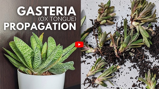 How to Propagate Gasteria from offsets Video