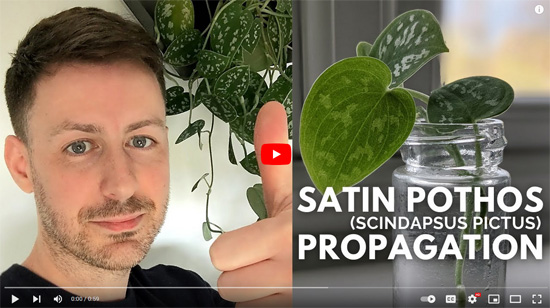 How to Propagate Satin Pothos from Cuttings Video