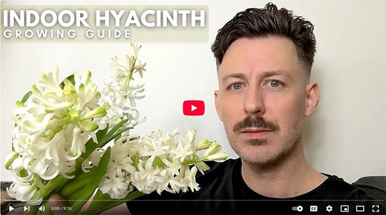 A man looking at the camera and holding a blooming hyacinth plant that has white flowers