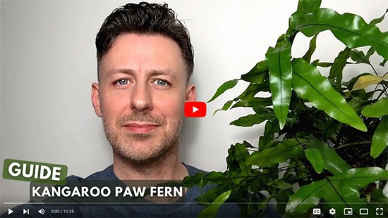 A man holding a Kangaroo Paw Fern up to the camera