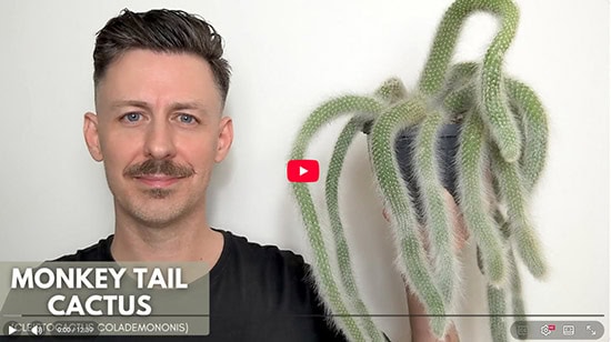 A man looks at the camera while holding up his Monkey Tail Cactus plant