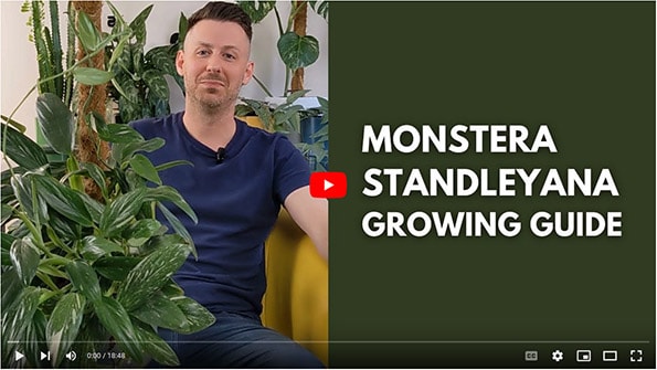 Tom Knight holding a large Monstera Standleyana