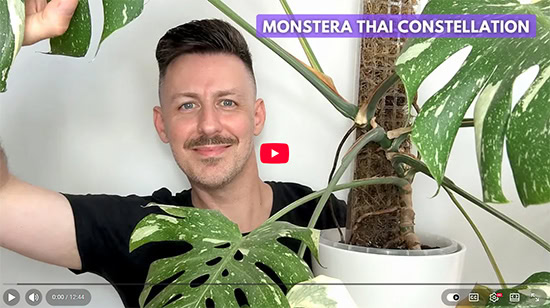 A smiling man's face shows from in between a number of Monstera Thai Con leaves