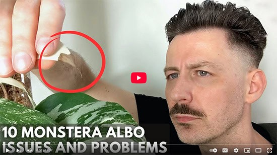 With a confused expression a man looks at browning on a Monstera Albo leaf