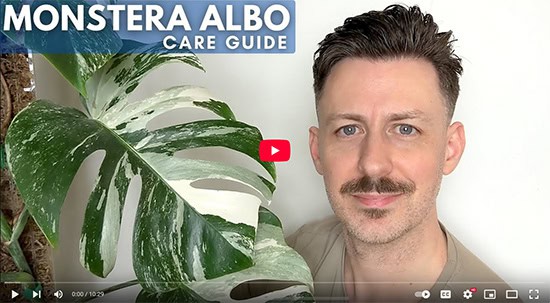 A man is sitting next to a Monstera Albo where you can see two of it's leaves