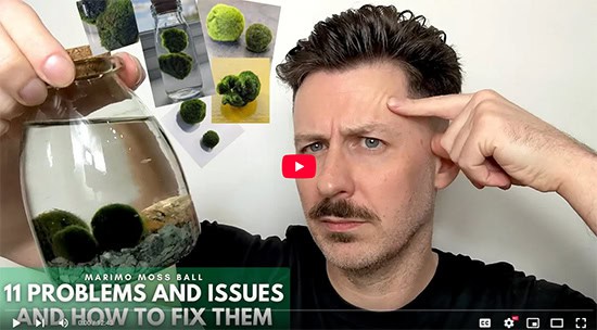 A man in thought as he holds a glass jar filled with Marimo plants