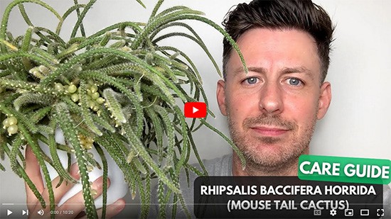 Tom Knight holding a Mouse Tail Cactus
