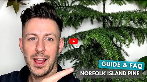 Tom Knight smiling and pointing at his Norfolk Pine houseplant