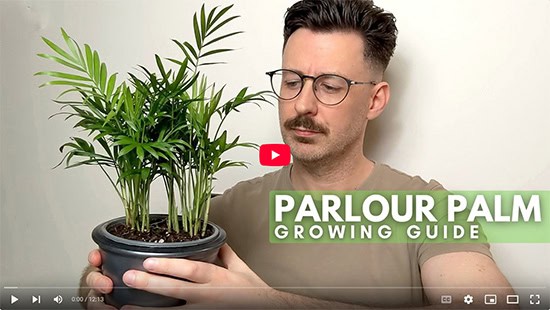 A man in a light brown t-shirt looks at and holds a small Parlour Palm in a dark grey planter in his hands