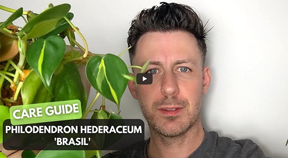 Tom holding a Philodendron Brasil Plant in his youtube care video