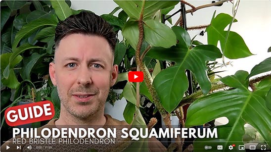 A man with a Philodendron Squamiferum houseplant next to him