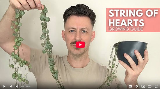 A man holds a plant pot with a string of hearts with one hand, his other hand is holding up the long vines from the plant